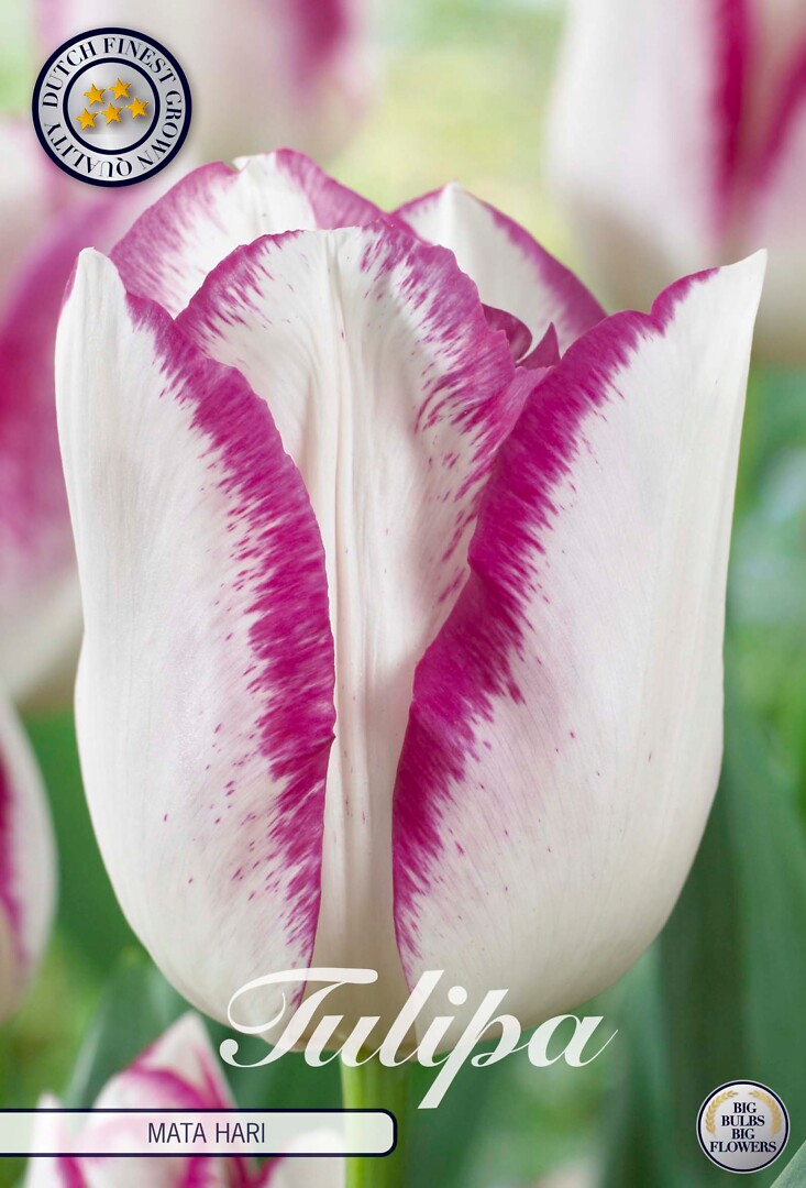 Tulipa Triumph Mata Hari