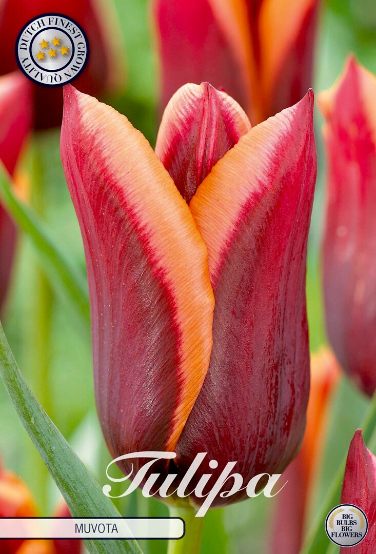 Tulipa Triumph Muvota