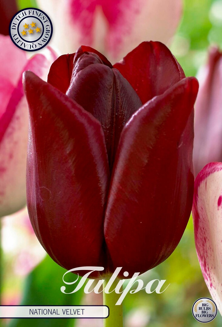 Tulipa Triumph National Velvet
