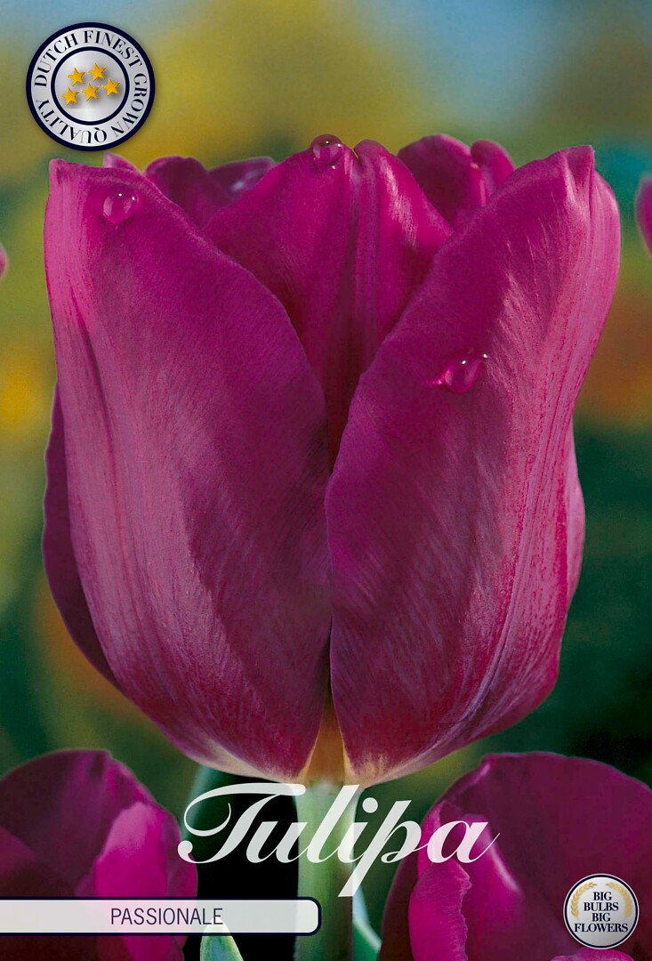 Tulipa Triumph Passionale