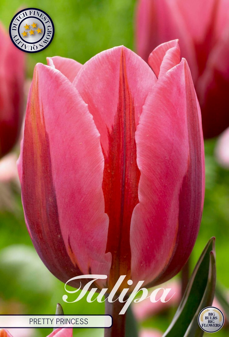 Tulipa Triumph Pretty Princess