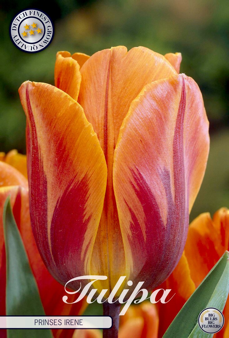 Tulipa Triumph Prinses Irene