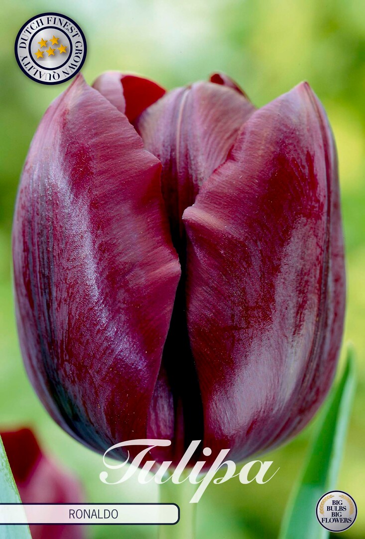 Tulipa Triumph Ronaldo