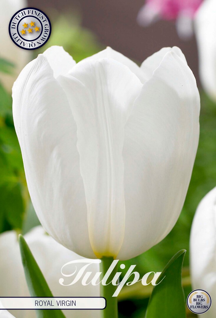 Tulipa Triumph Royal Virgin