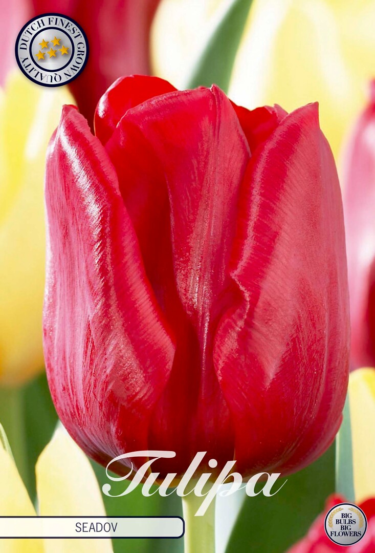 Tulipa Triumph Seadov