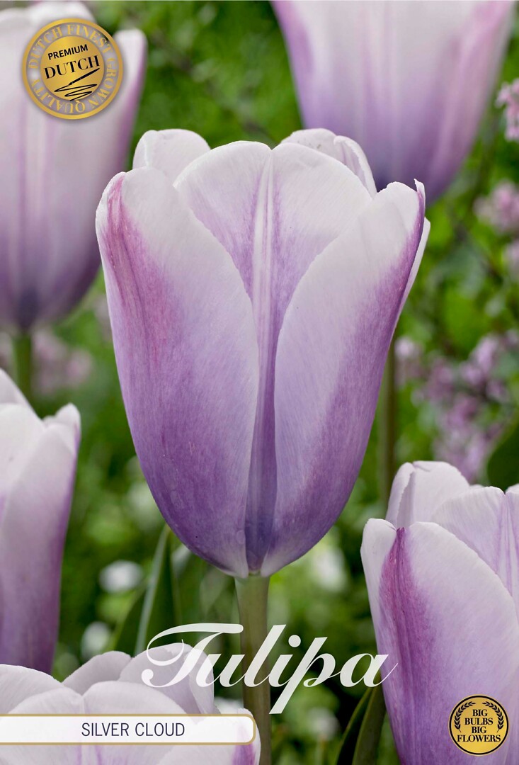 Tulipa Triumph Silver Cloud