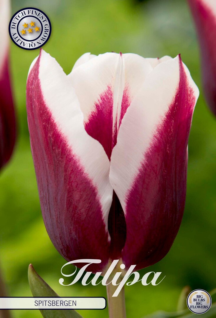 Tulipa Triumph Spitsbergen