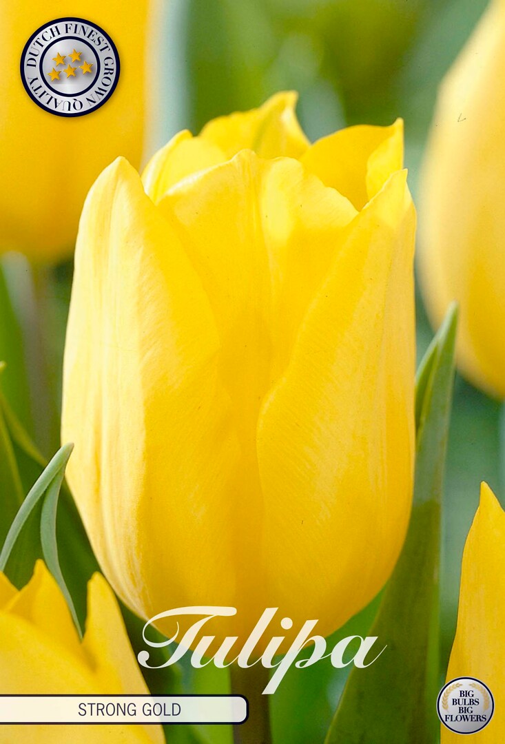 Tulipa Triumph Strong Gold