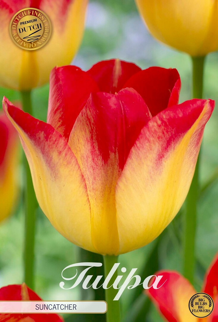 Tulipa Triumph Suncatcher