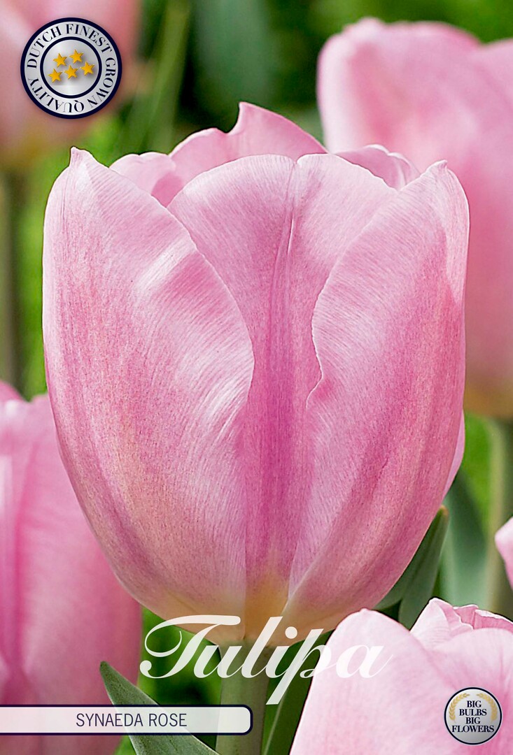 Tulipa Triumph Synade Amor