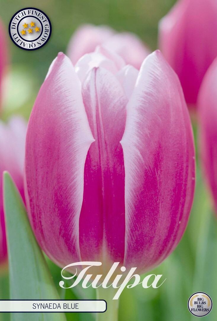 Tulipa Triumph Synade Blue