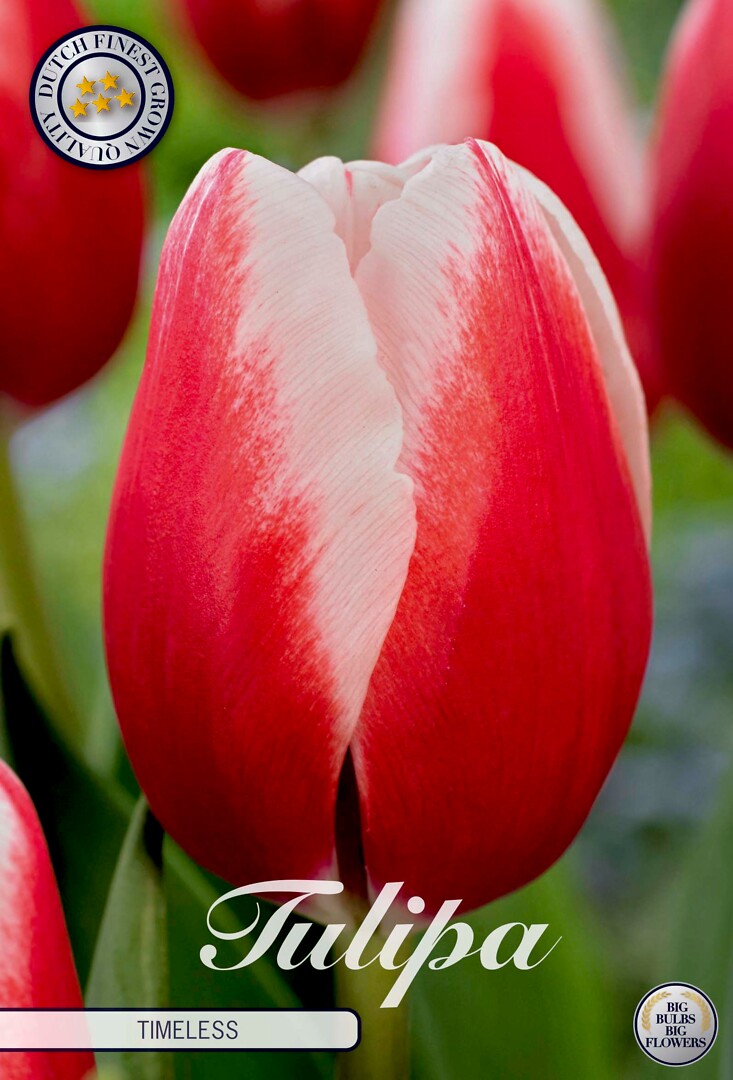 Tulipa Triumph Timeless