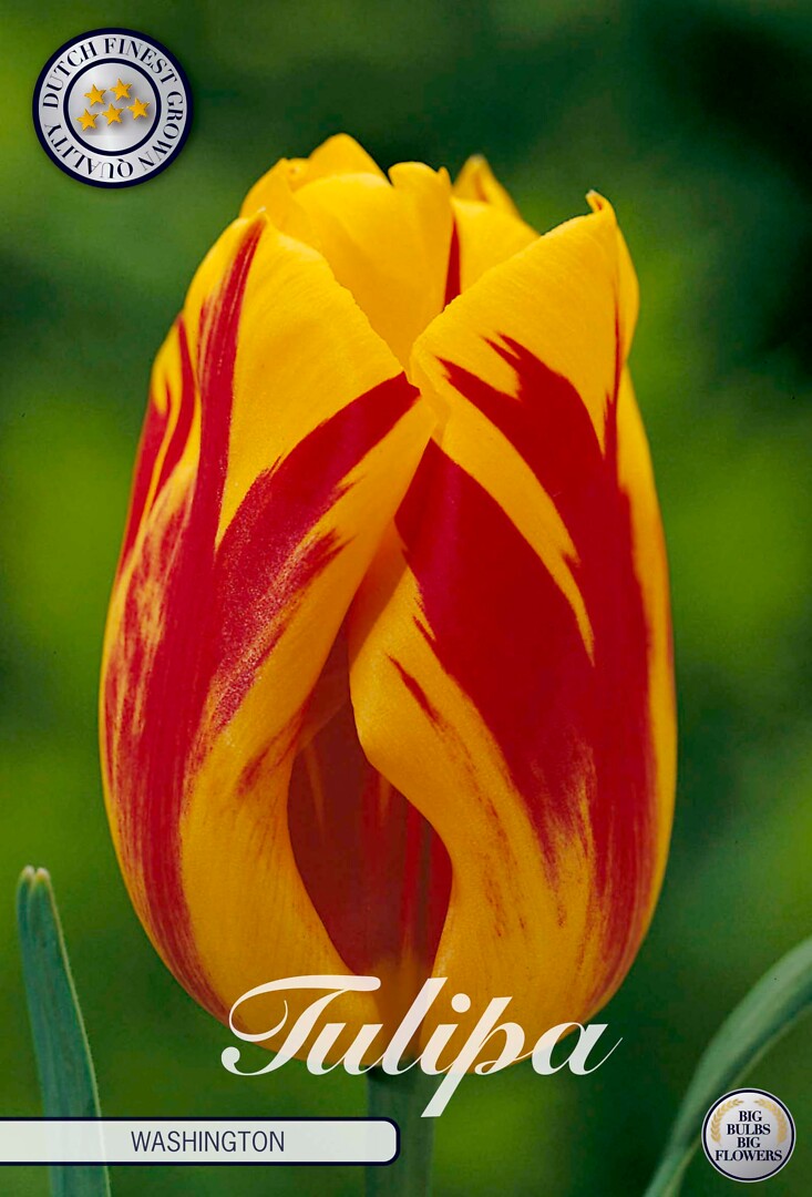 Tulipa Triumph Washington