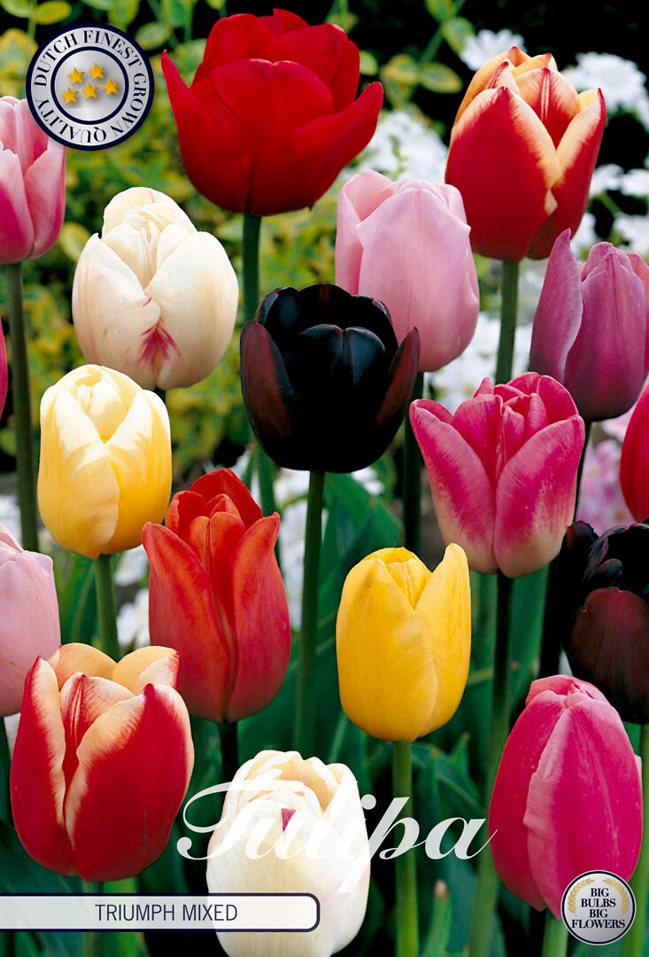 Tulipa Triumph Mixed