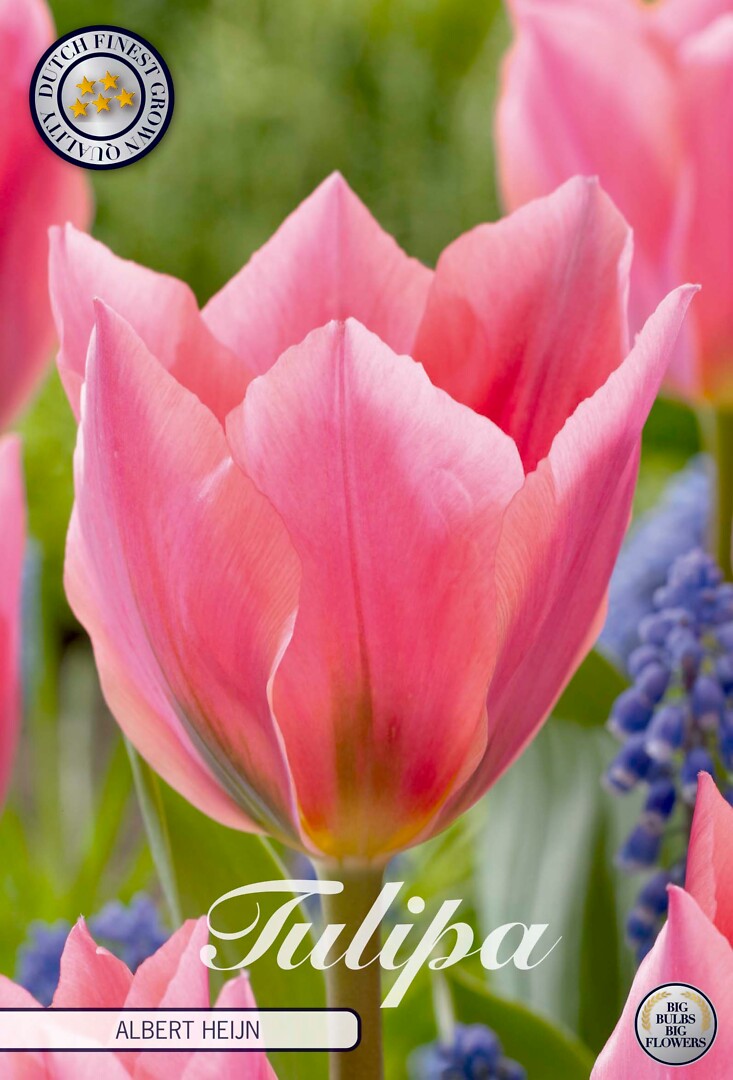Tulipa Fosteriana Albert Heijn