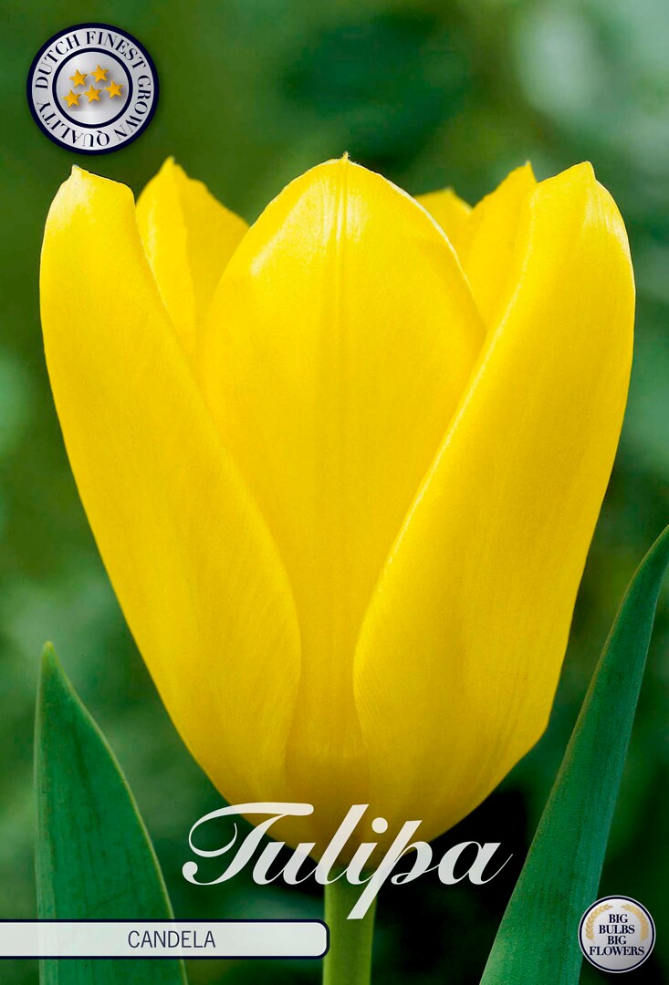 Tulipa Fosteriana Candela