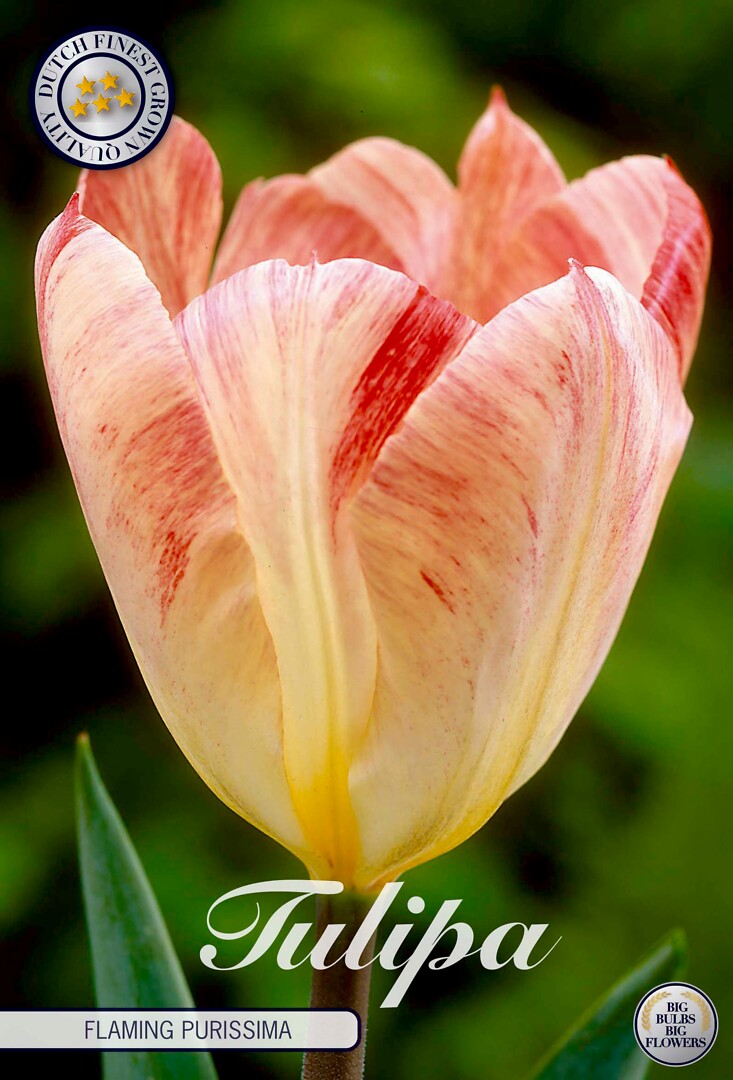 Tulipa Fosteriana Flaming Purissima