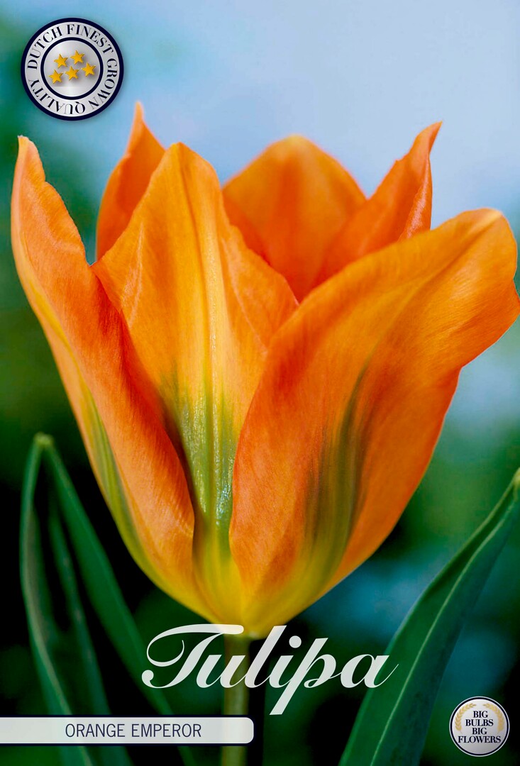 Tulipa Fosteriana Orange Emperor