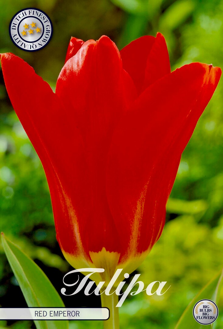 Tulipa Fosteriana Red Emperor