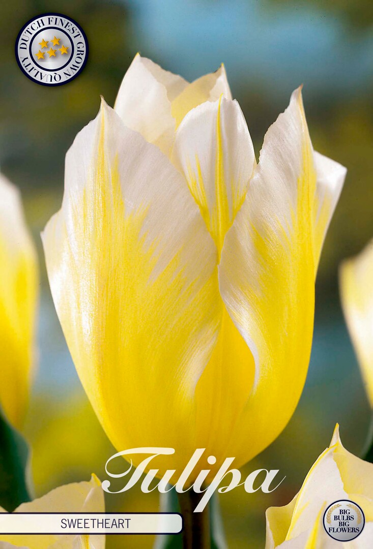 Tulipa Fosteriana Sweetheart