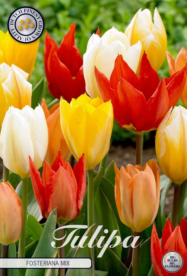 Tulipa Fosteriana Mixed