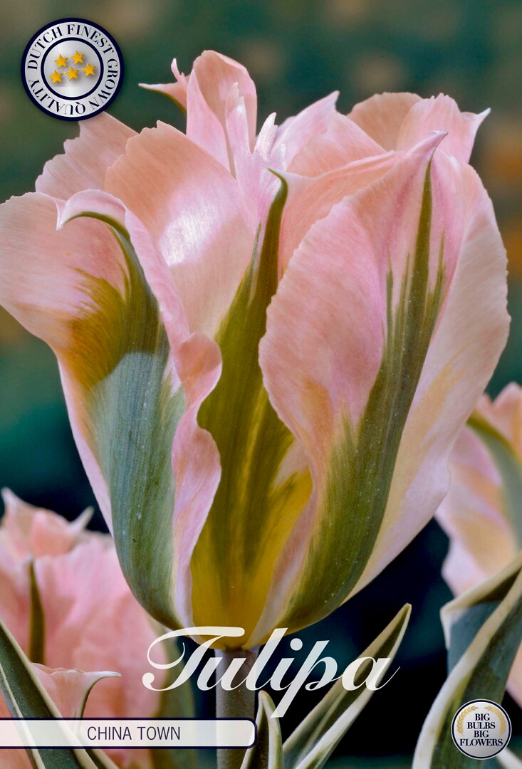 Tulipa Viridiflora China Town