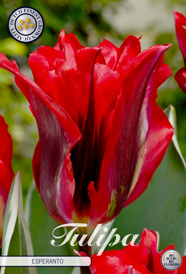 Tulipa Viridiflora Esperanto