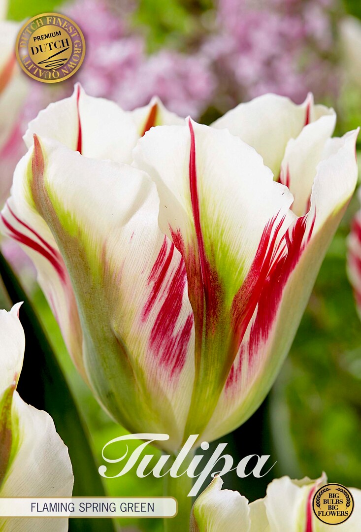 Tulipa Viridiflora Flaming Spring Green