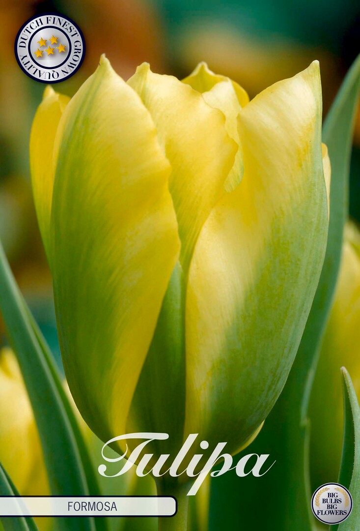Tulipa Viridiflora Formosa