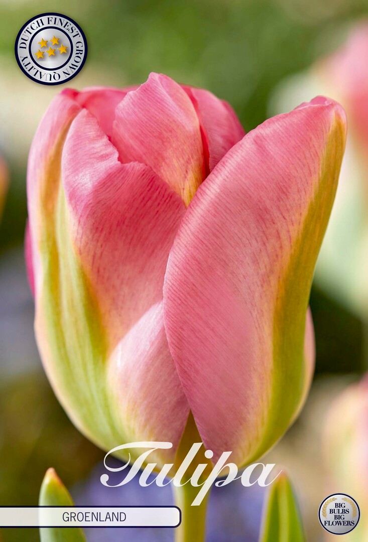 Tulipa Viridiflora Groenland