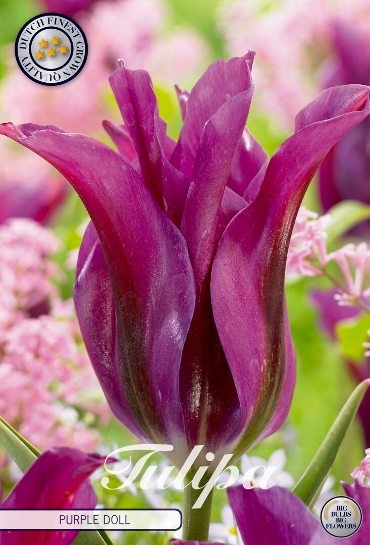 Tulipa Viridiflora Purple Doll