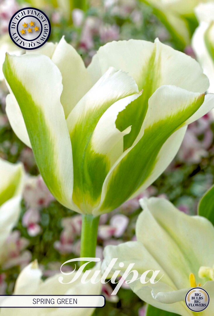Tulipa Viridiflora Spring Green