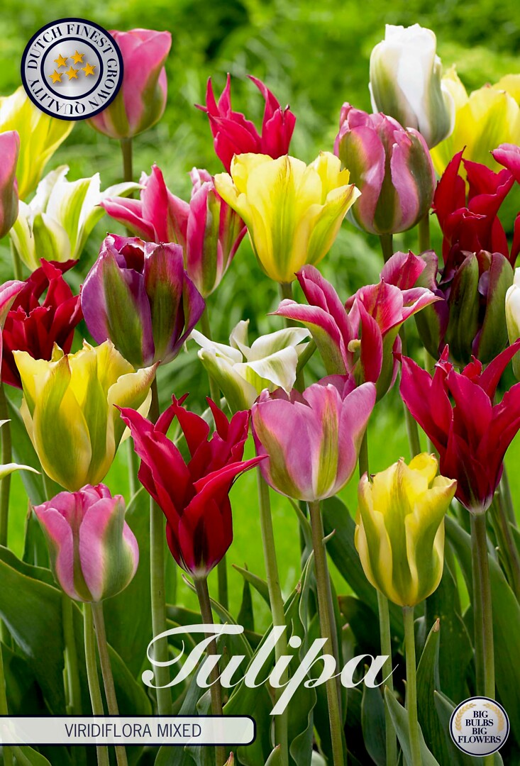 Tulipa Viridiflora Mixed