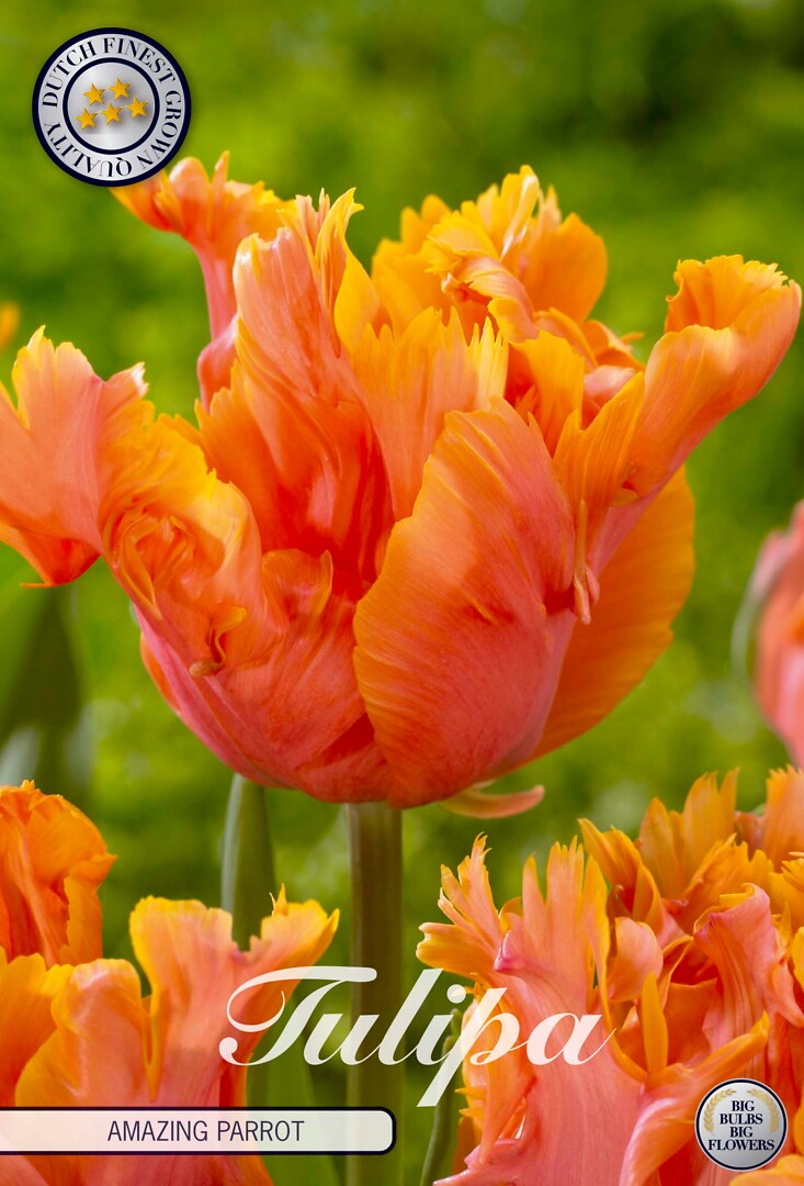 Tulipa Parrot Amazing Parrot