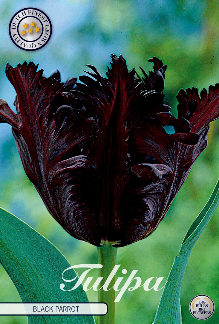 Tulipa Parrot Black Parrot