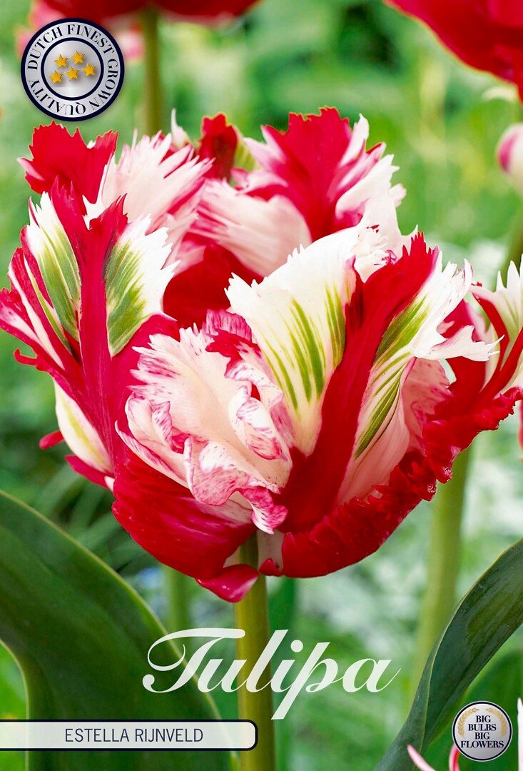 Tulipa Parrot Estella Rijnveld