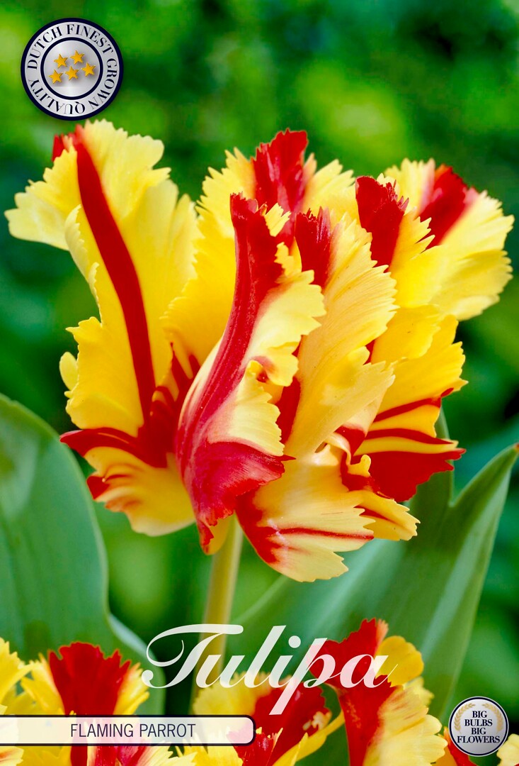 Tulipa Parrot Flaming Parrot