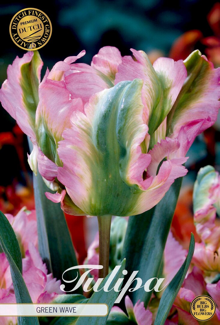 Tulipa Parrot Green Wave