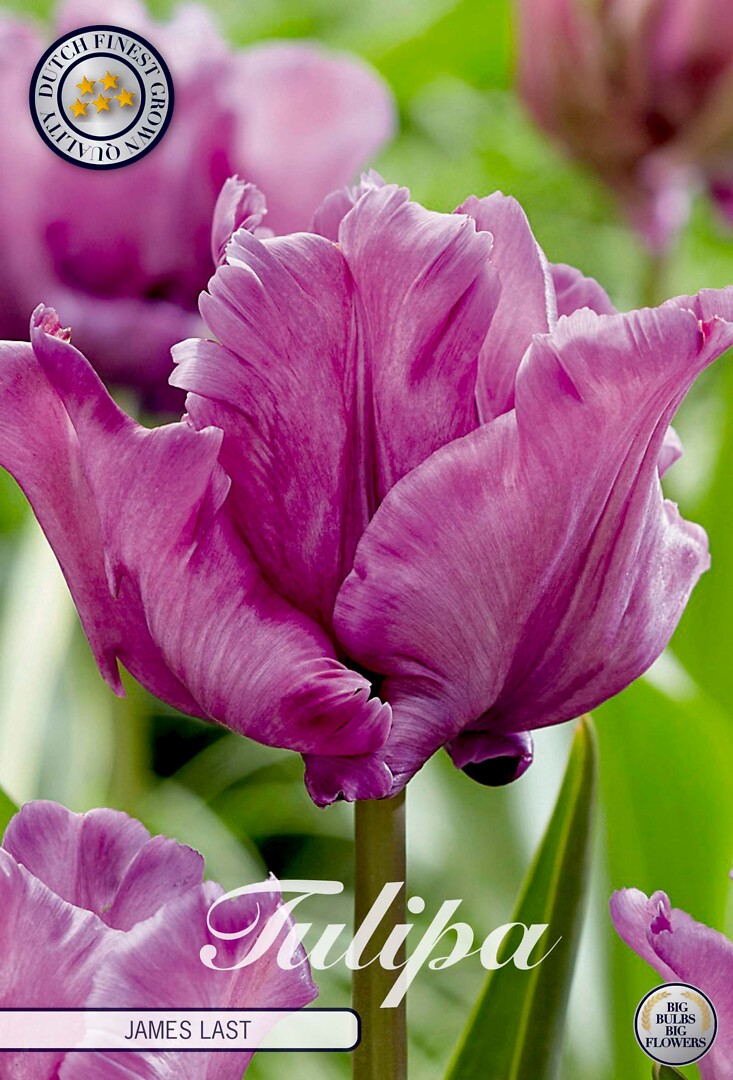 Tulipa Parrot James Last