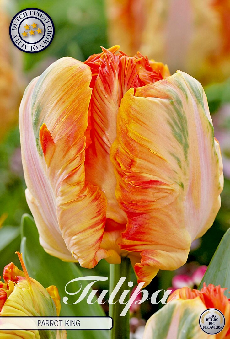 Tulipa Parrot Parrot King