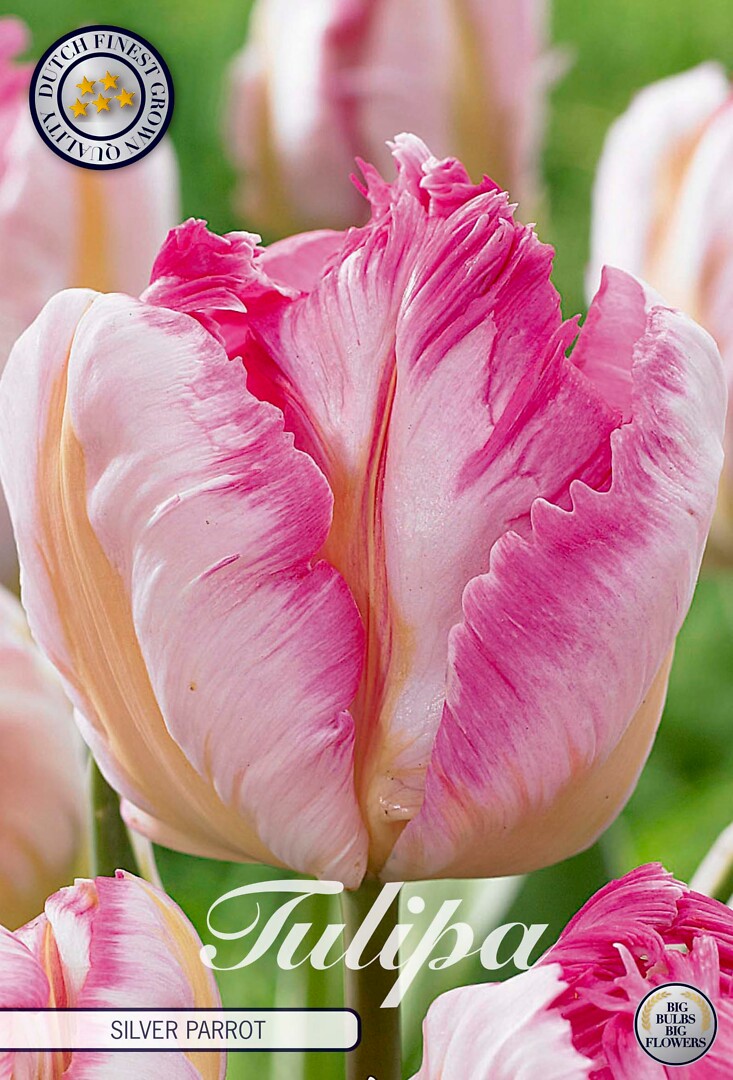 Tulipa Parrot Silver Parrot