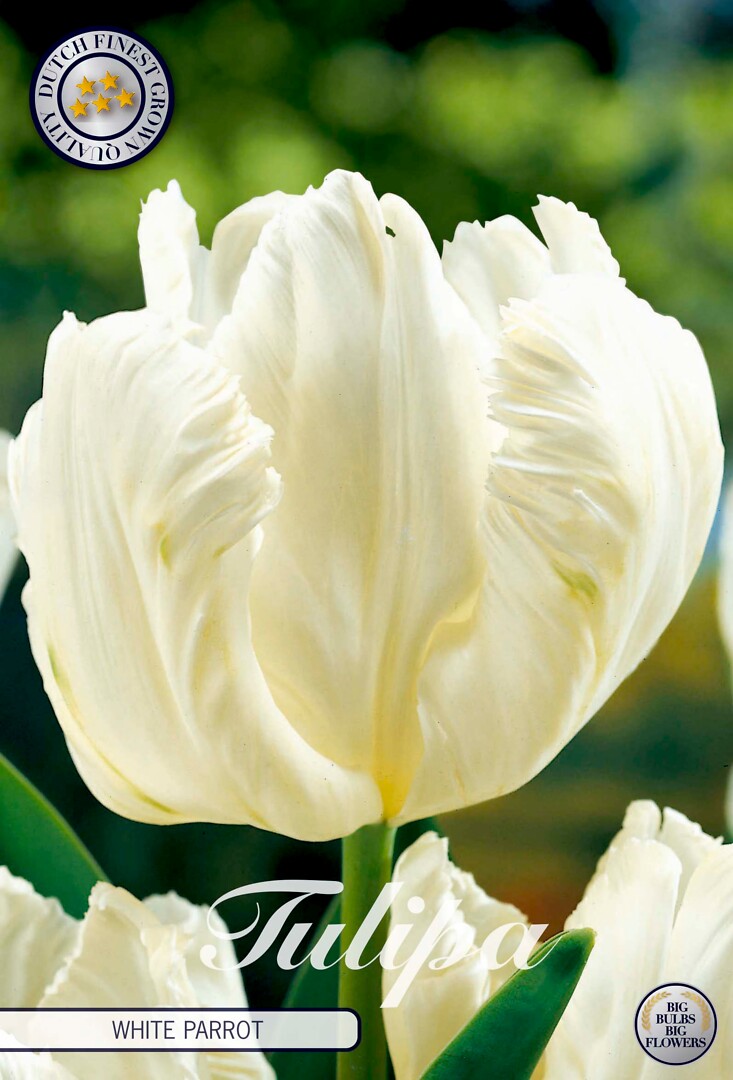 Tulipa Parrot White Parrot