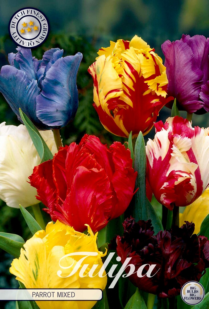 Tulipa Parrot Mixed