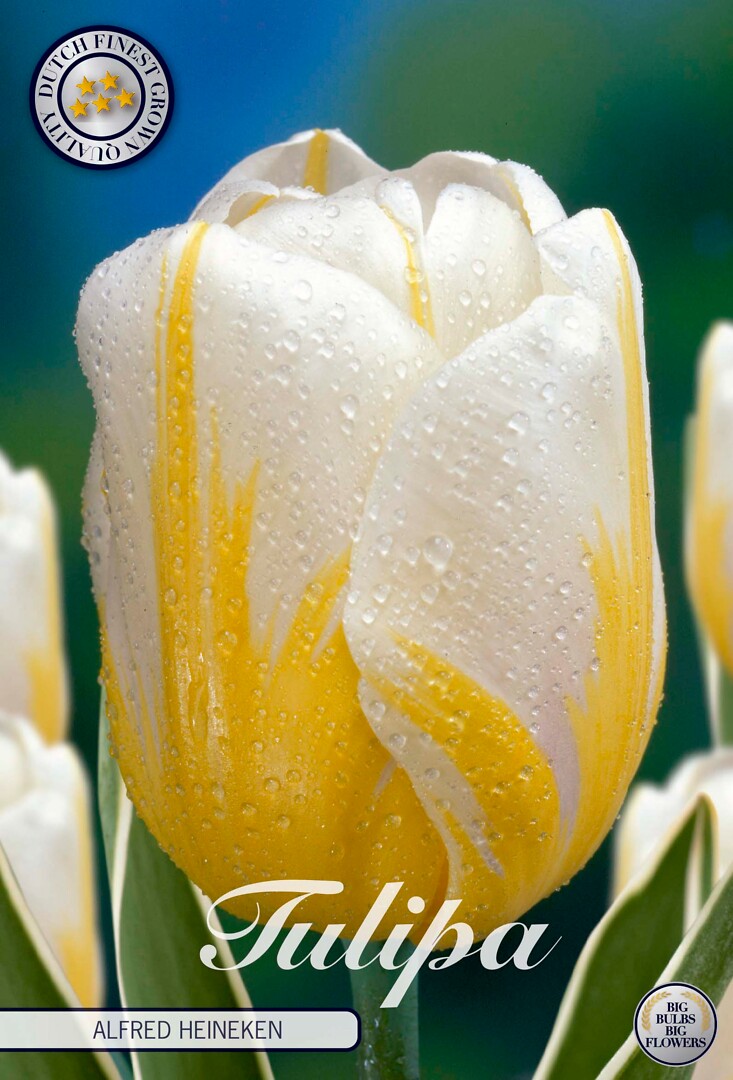 Tulipa Darwin Alfred Heineken