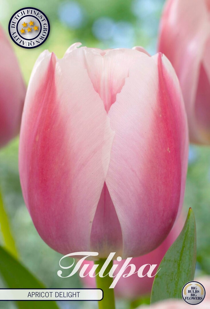 Tulipa Darwin Apricot Delight