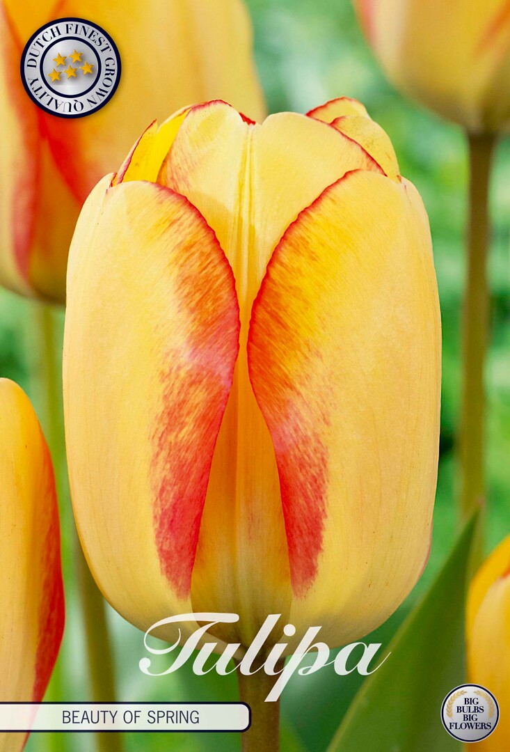 Tulipa Darwin  Beauty of Spring