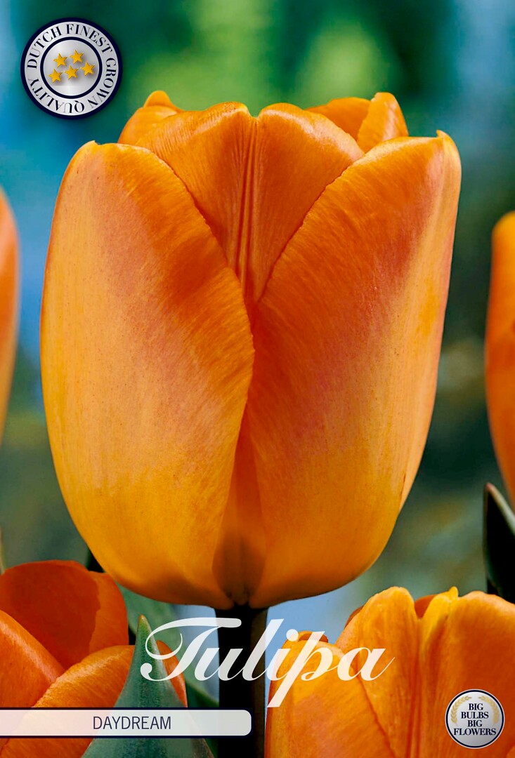 Tulipa Darwin Daydream