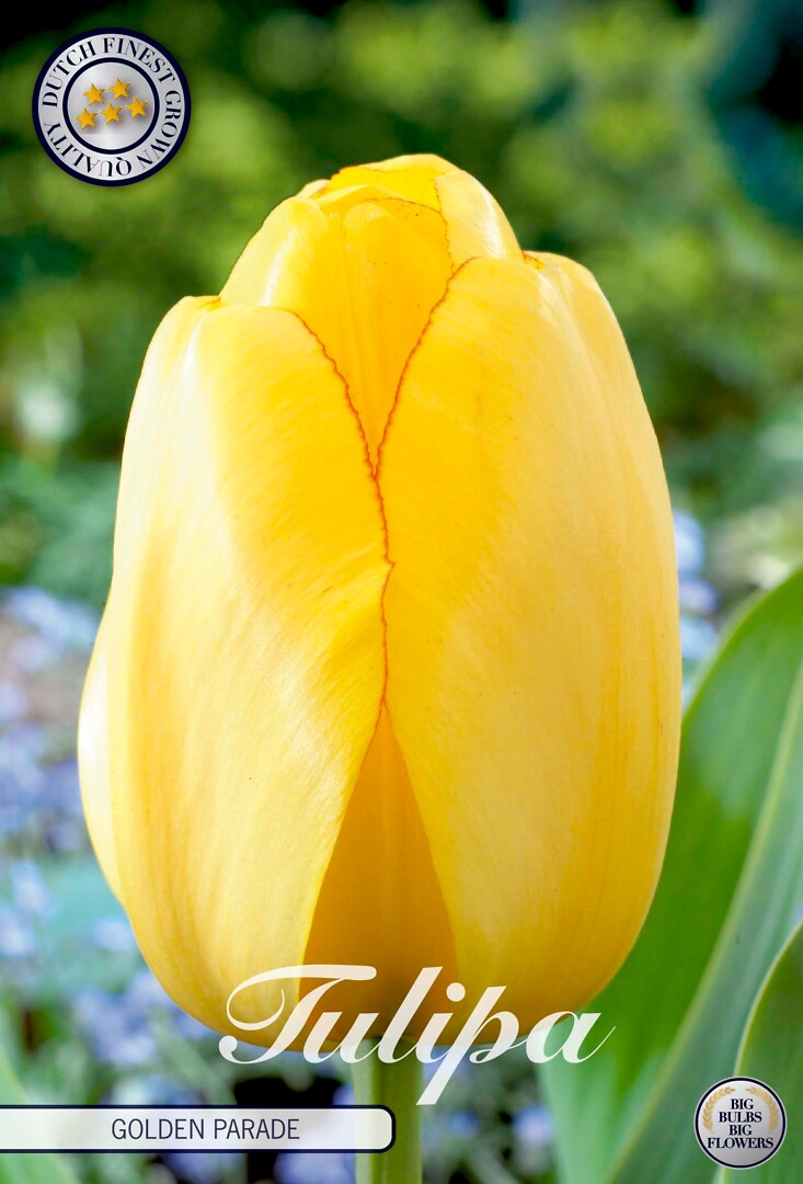 Tulipa Darwin Golden Parade