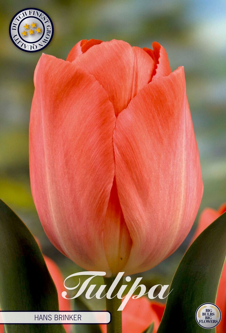 Tulipa Darwin Hans Brinker
