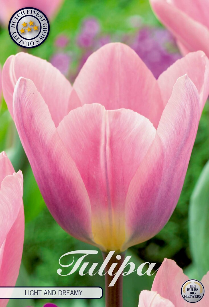 Tulipa Darwin Light And Dreamy